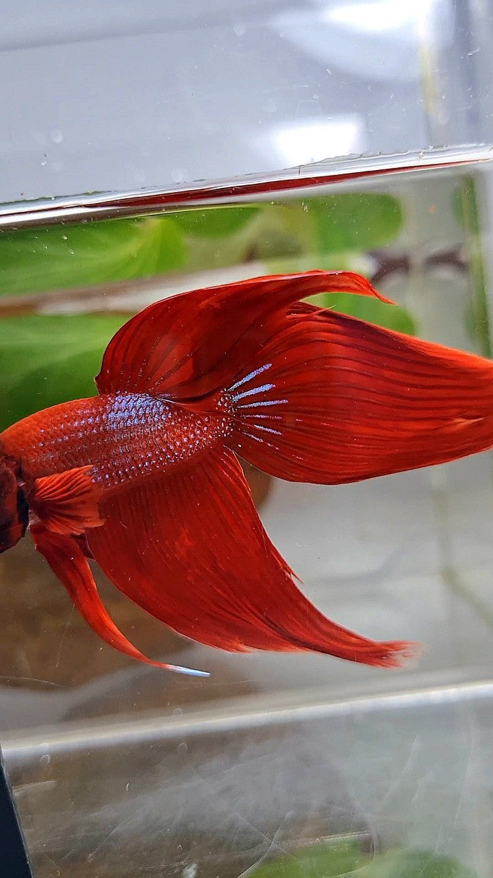 XXL VEILTAIL TL 8,5CM+ RED PURPLE PATTERN UNIQUE BETTA FISH