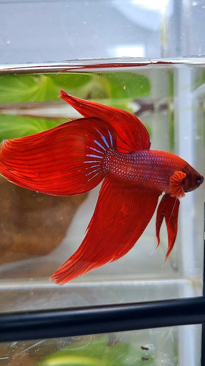 XXL VEILTAIL TL 8,5CM+ RED PURPLE PATTERN UNIQUE BETTA FISH