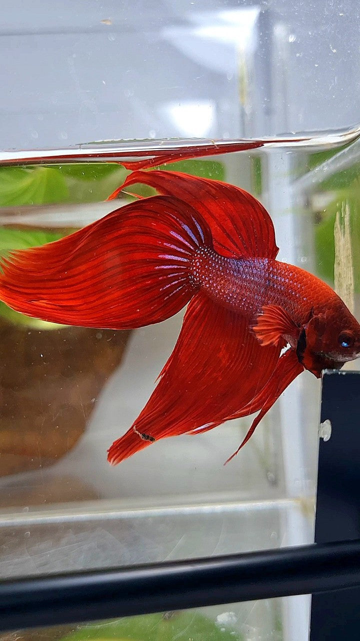 XXL VEILTAIL TL 8,5CM+ RED PURPLE PATTERN UNIQUE BETTA FISH