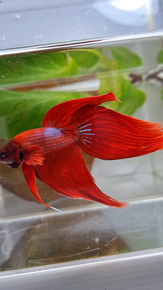 XXL VEILTAIL TL 8,5CM+ RED PURPLE PATTERN UNIQUE BETTA FISH