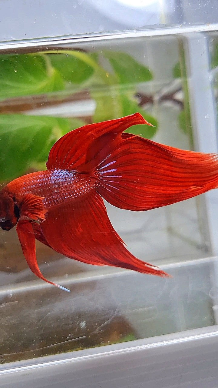 XXL VEILTAIL TL 8,5CM+ RED PURPLE PATTERN UNIQUE BETTA FISH