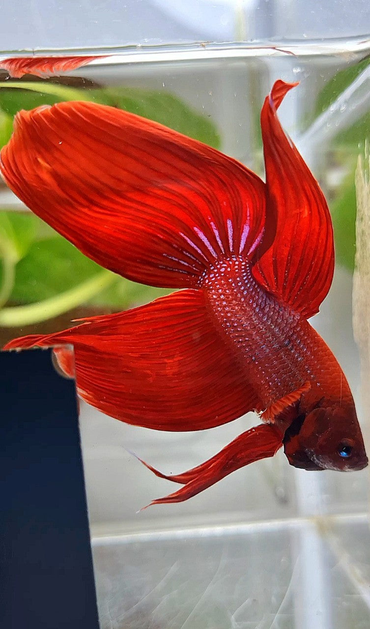 XXL VEILTAIL TL 8,5CM+ RED PURPLE PATTERN UNIQUE BETTA FISH