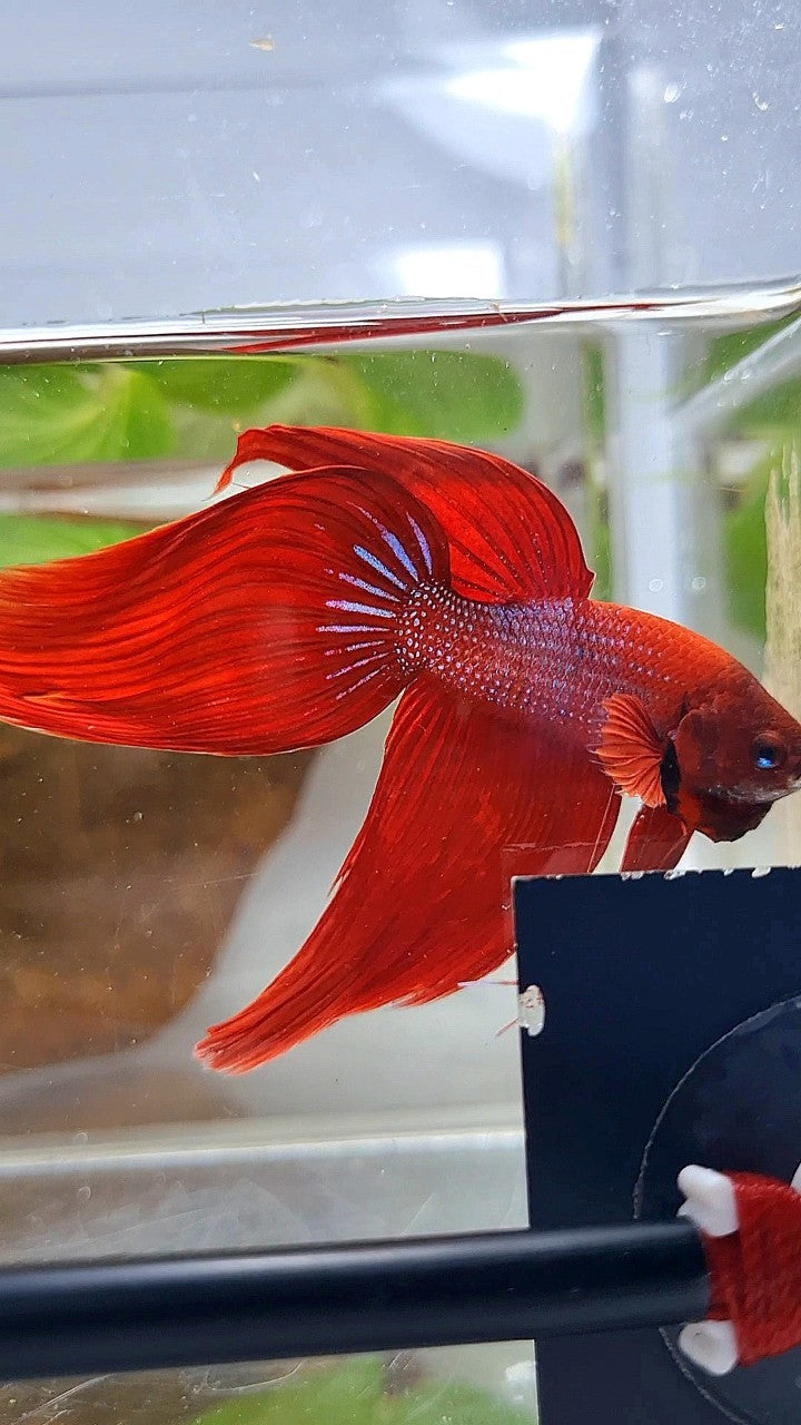 XXL VEILTAIL TL 8,5CM+ RED PURPLE PATTERN UNIQUE BETTA FISH