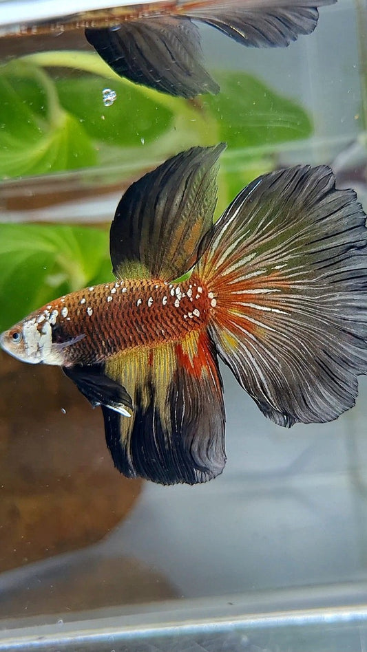 HALFMOON MASKING BLACK WHITE GALAXY MAMBA YELLOW WASH BETTA FISH