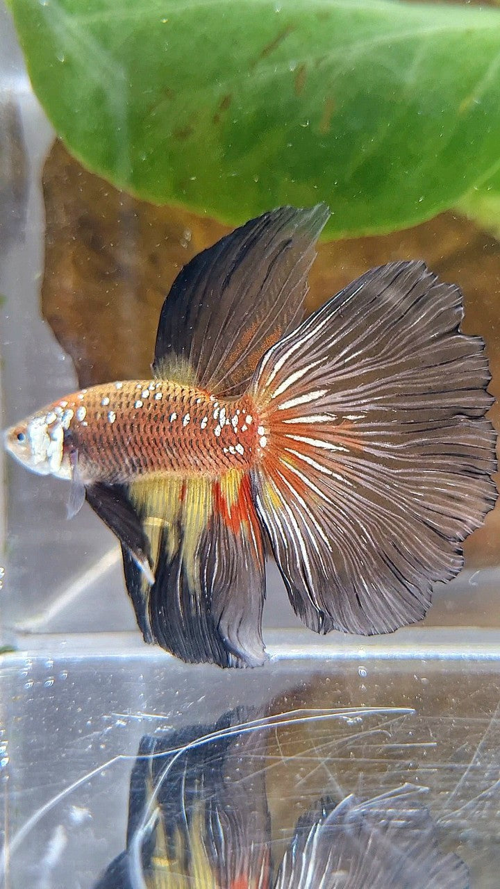 HALFMOON MASKING BLACK WHITE GALAXY MAMBA YELLOW WASH BETTA FISH