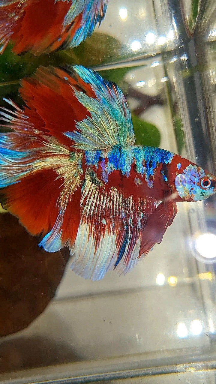 HALFMOON ROSETAIL BARONGSAI RED PURPLE WHITE GALAXY MULTICOLOR BETTA FISH