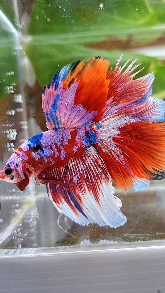 HALFMOON ROSETAIL BARONGSAI RED PURPLE WHITE GALAXY MULTICOLOR BETTA FISH