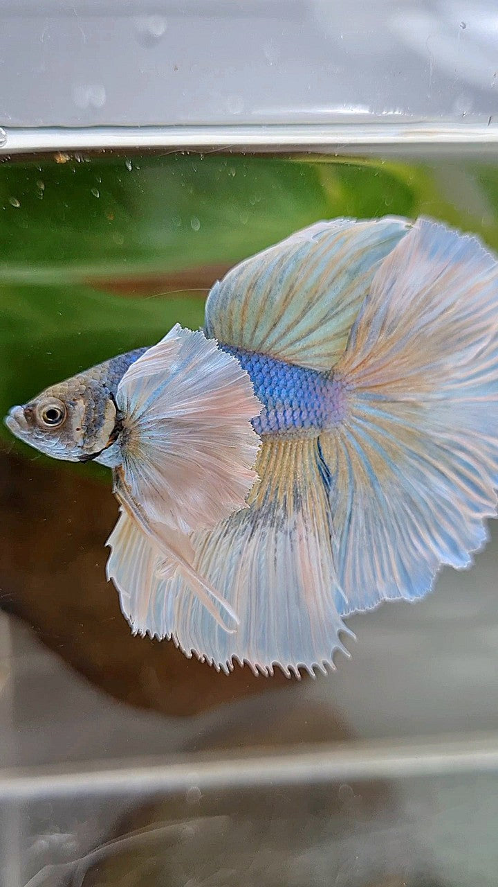 HALFMOON SUPER DUMBO EAR ROSETAIL BLUE PINEAPPLE BETTA FISH