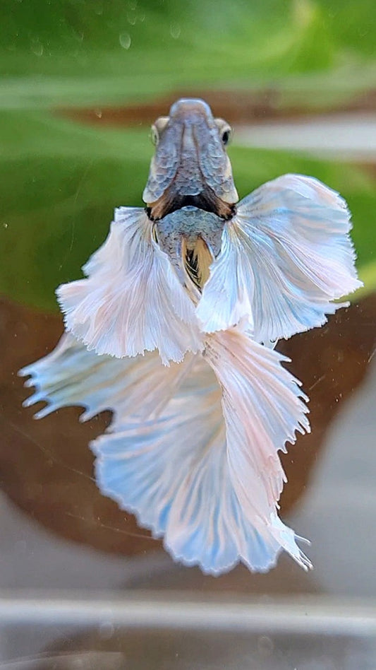 HALFMOON SUPER DUMBO EAR ROSETAIL BLUE PINEAPPLE BETTA FISH
