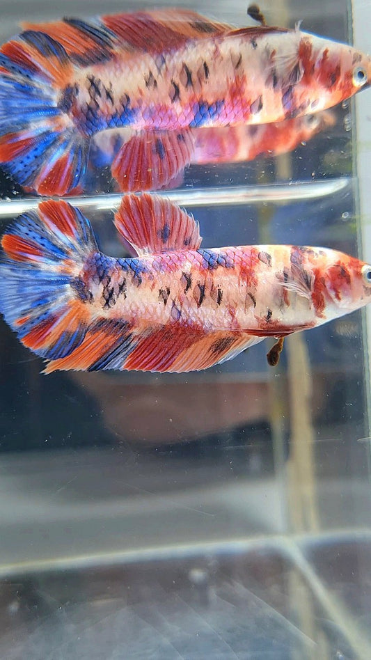 FEMALE GIANT BO 4,5CM PLAKAT ORANGE PURPLE CANDY MULTICOLOR BETTA FISH