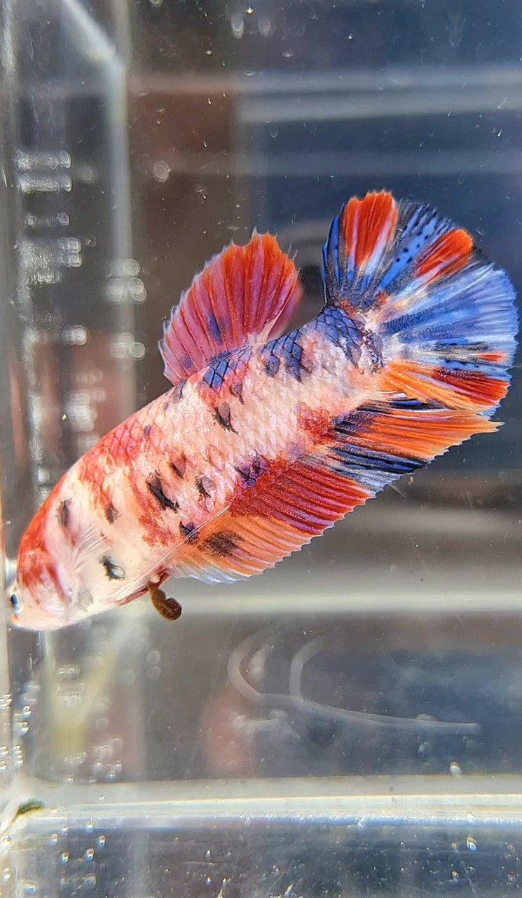FEMALE GIANT BO 4,5CM PLAKAT ORANGE PURPLE CANDY MULTICOLOR BETTA FISH