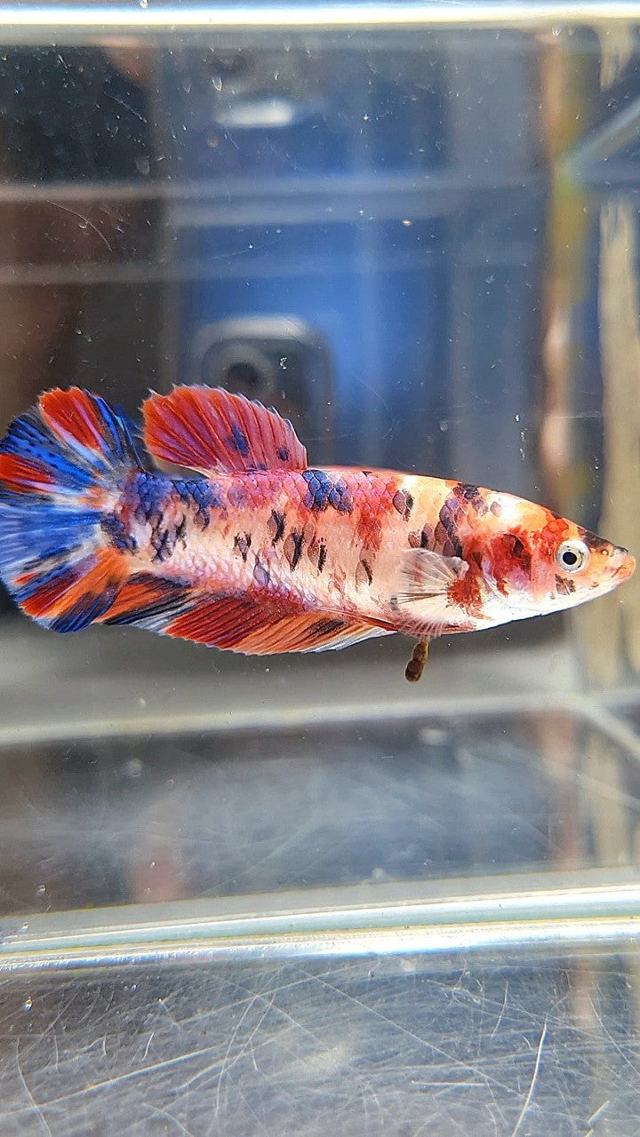 FEMALE GIANT BO 4,5CM PLAKAT ORANGE PURPLE CANDY MULTICOLOR BETTA FISH