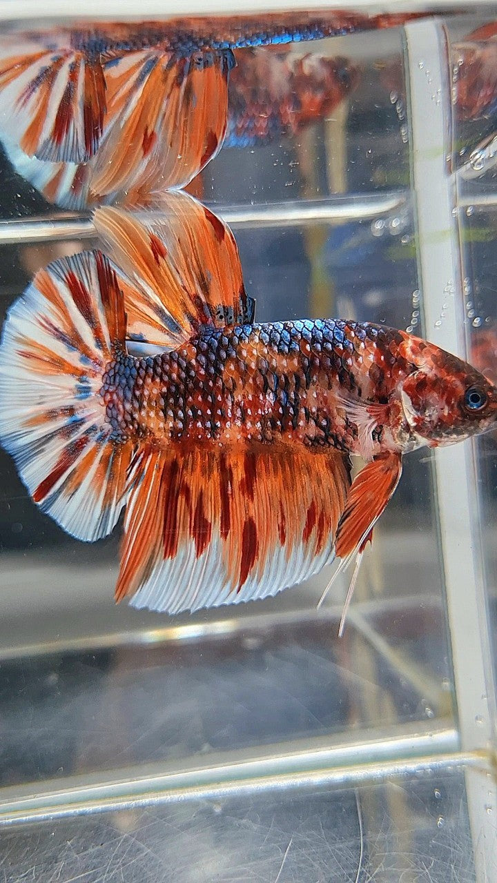 GIANT HMPK BO 6CM+ ORANGE COPPER FIRE MULTICOLOR BETTA FISH