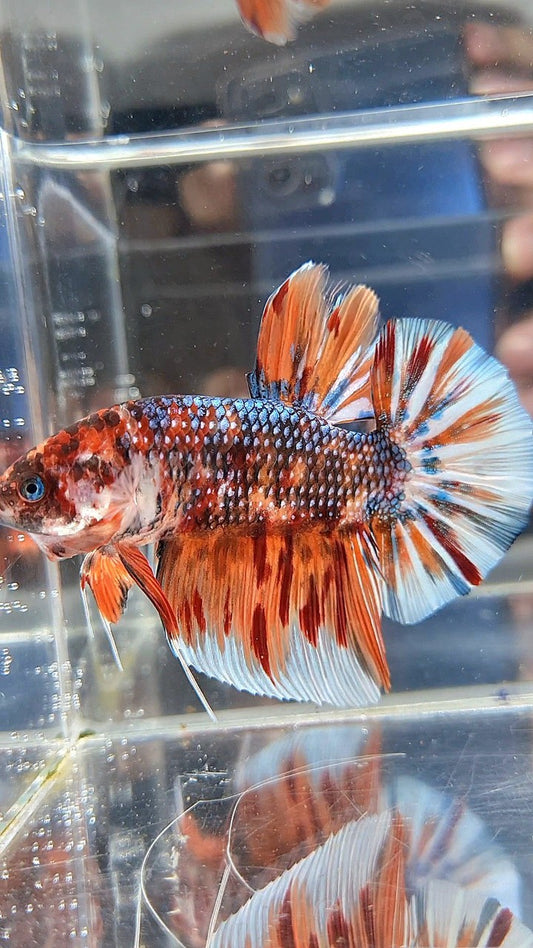 GIANT HMPK BO 6CM+ ORANGE COPPER FIRE MULTICOLOR BETTA FISH