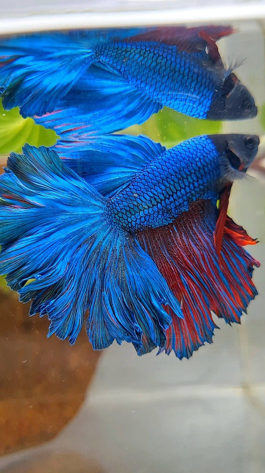HALFMOON FEATHER TAIL GREEN BLUE TURQUOISE BETTA FISH