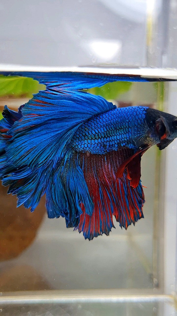 HALFMOON FEATHER TAIL GREEN BLUE TURQUOISE BETTA FISH