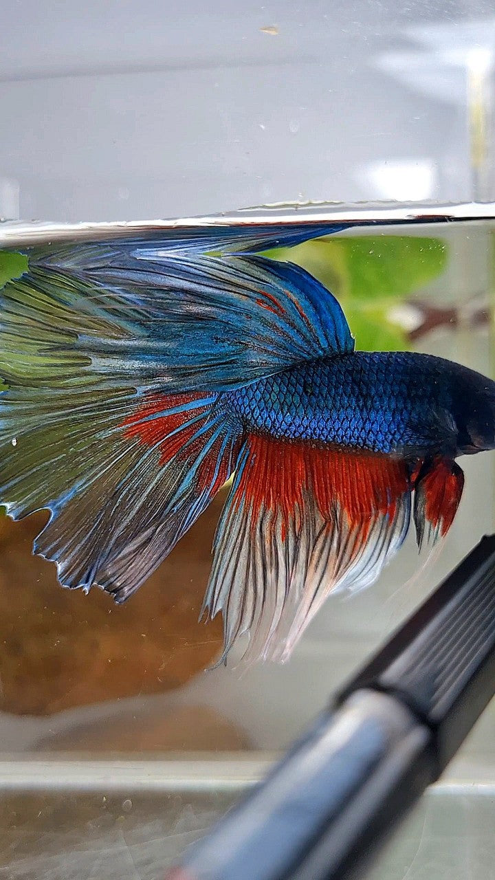 HALFMOON ROSETAIL BLUE GREEN TURQUOISE PATTERN BETTA FISH