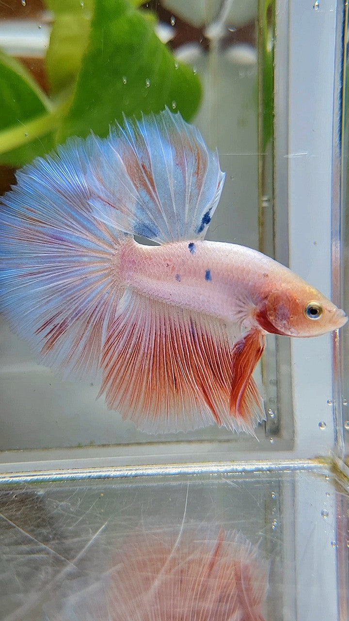 HALFMOON FLAMINGGO PINKISH BETTA FISH