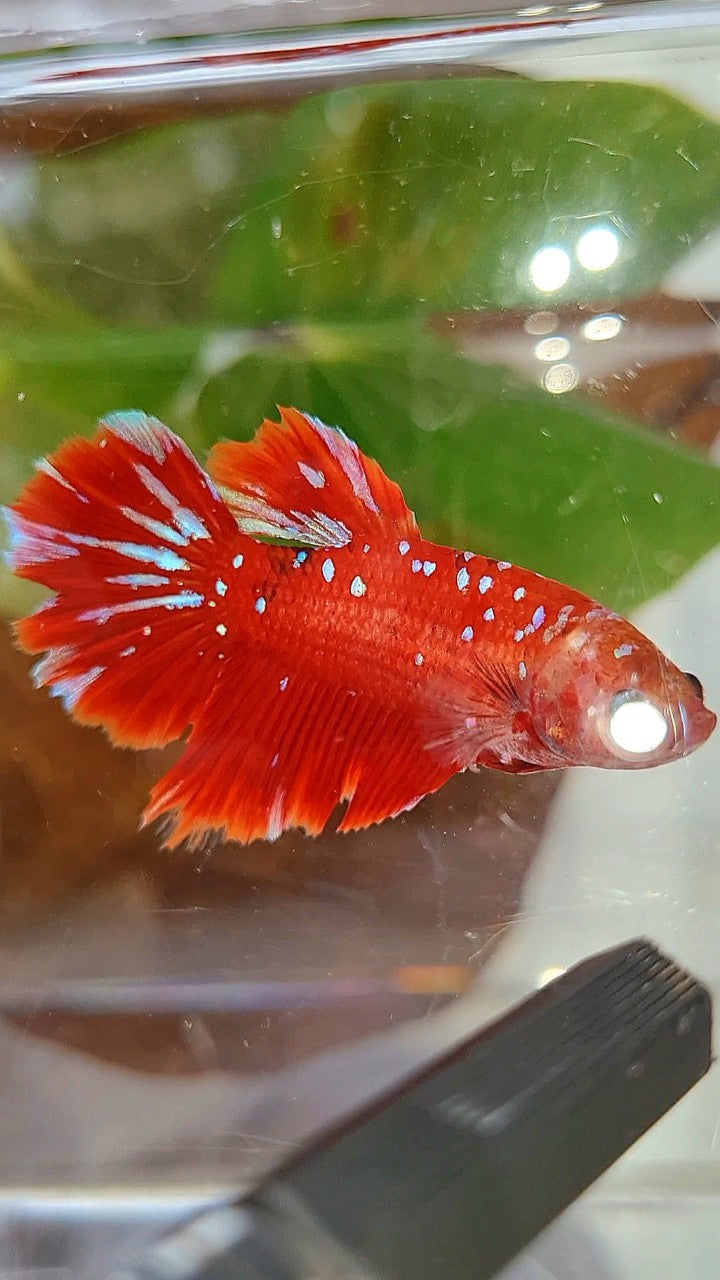 FEMALE HALFMOON RED PURPLE GALAXY RPG BETTA FISH