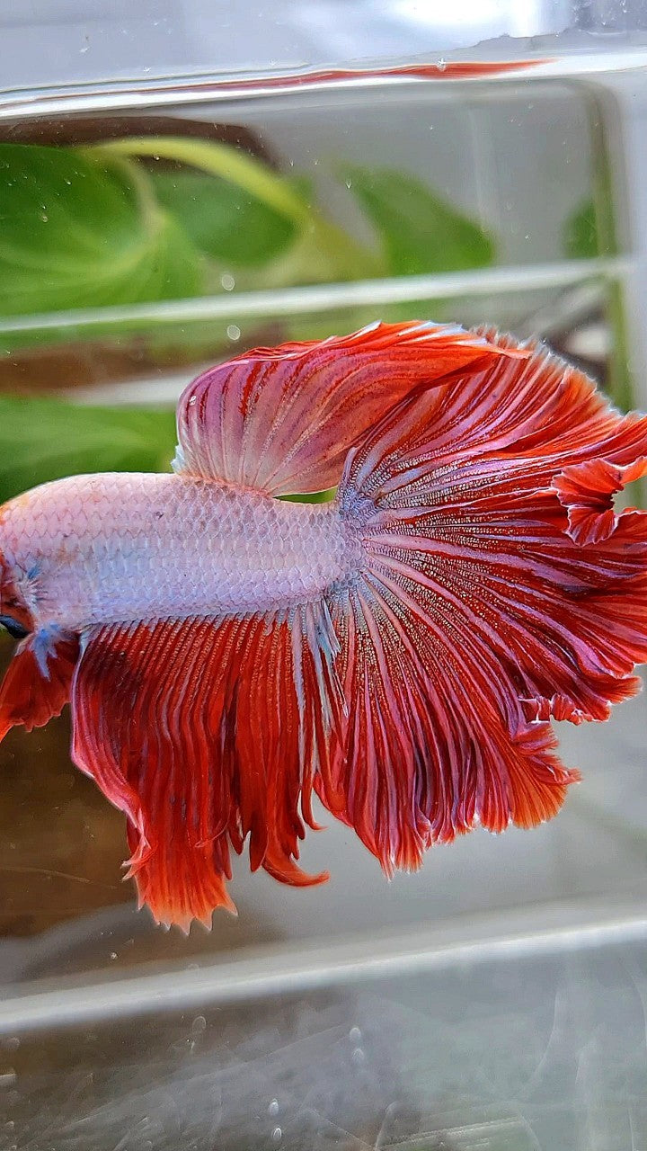 HALFMOON CURLY ROSETAIL PINK RIM FLAMINGGO BETTA FISH