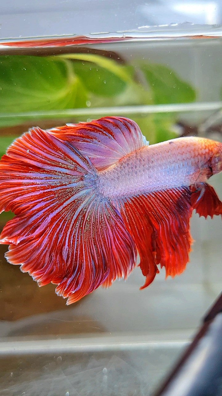 HALFMOON CURLY ROSETAIL PINK RIM FLAMINGGO BETTA FISH