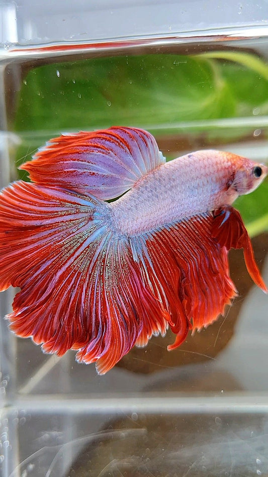HALFMOON CURLY ROSETAIL PINK RIM FLAMINGGO BETTA FISH