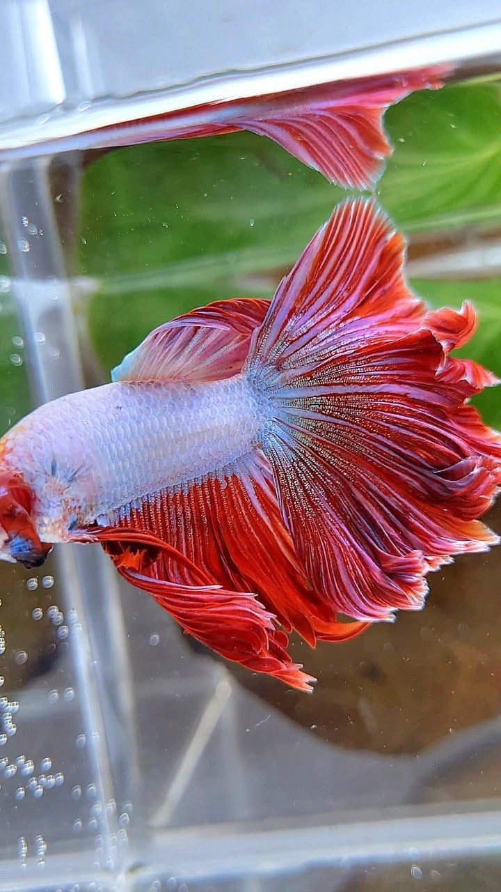 HALFMOON CURLY ROSETAIL PINK RIM FLAMINGGO BETTA FISH