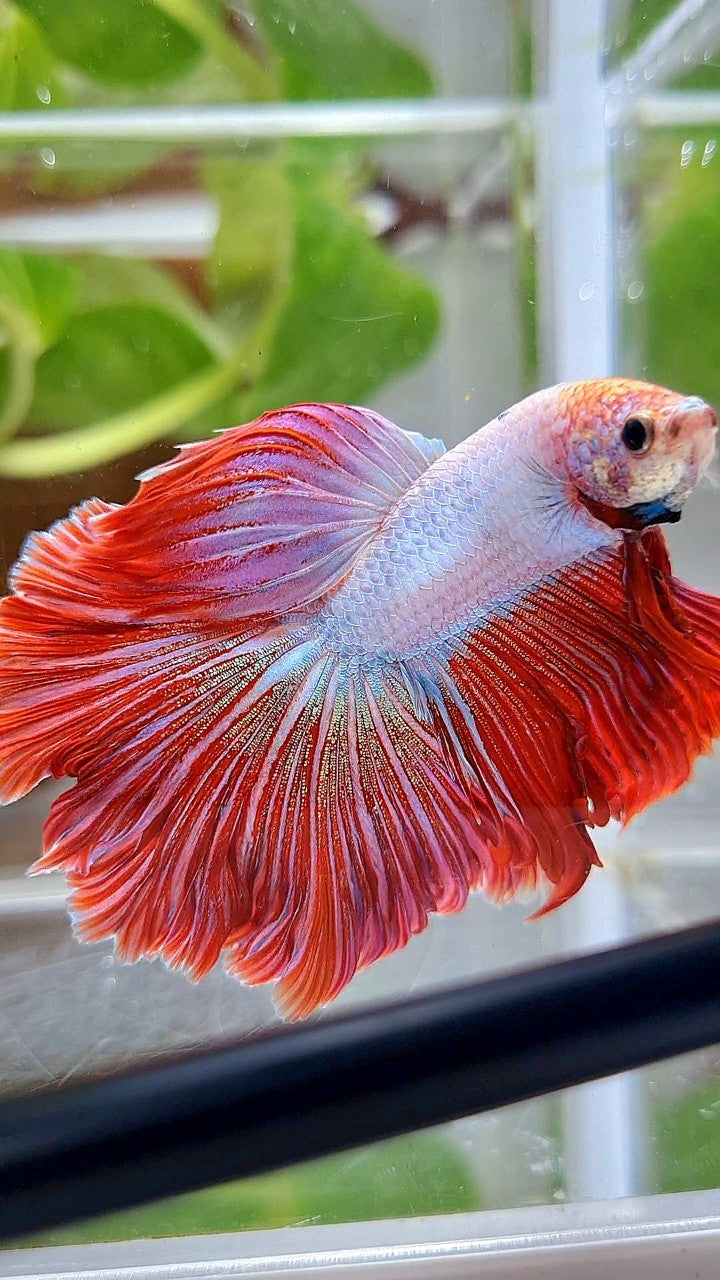 HALFMOON CURLY ROSETAIL PINK RIM FLAMINGGO BETTA FISH