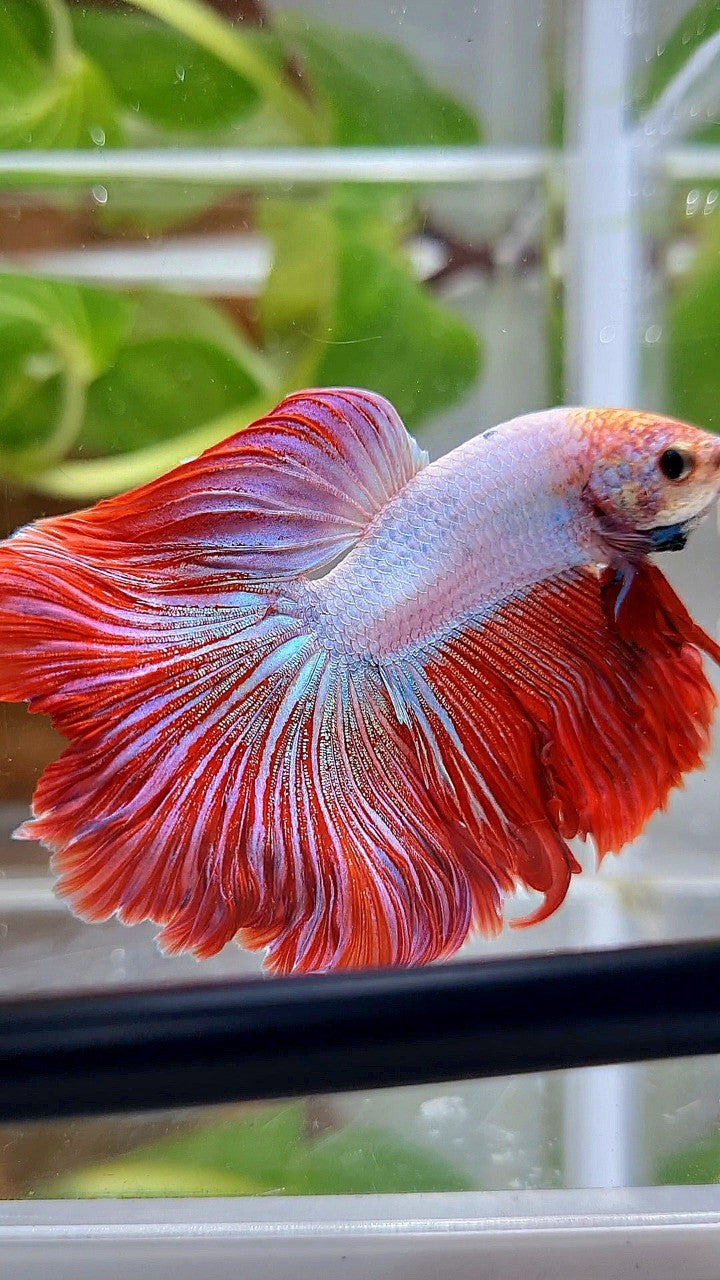 HALFMOON CURLY ROSETAIL PINK RIM FLAMINGGO BETTA FISH