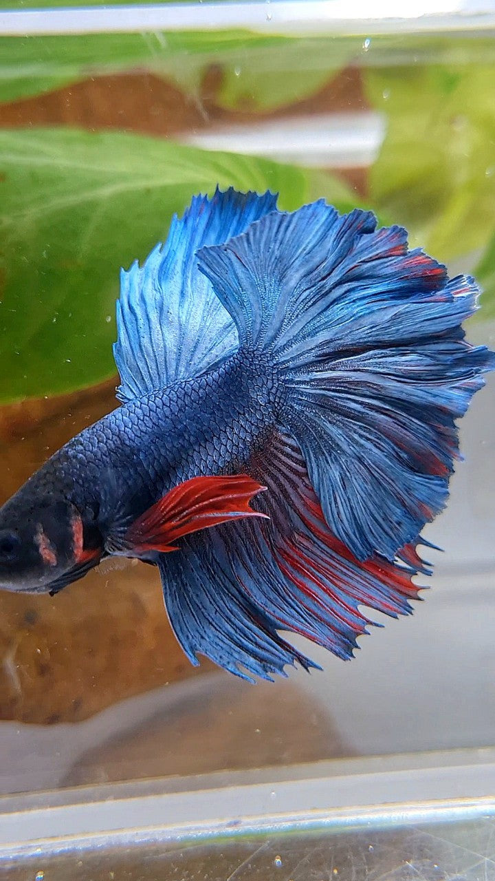 HALFMOON ROSETAIL BLUE GRAY REDWASH BETTA FISH