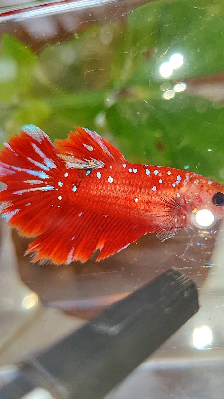 FEMALE HALFMOON RED PURPLE GALAXY RPG BETTA FISH