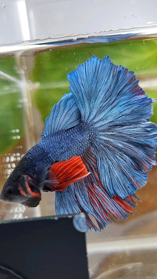 HALFMOON ROSETAIL BLUE GRAY REDWASH BETTA FISH