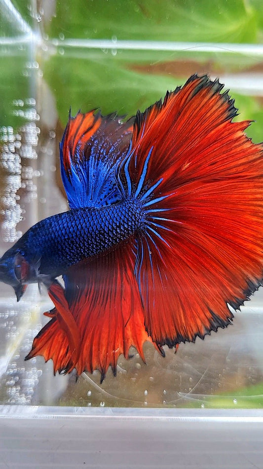 HALFMOON OVERTAIL ROSETAIL BLUE FANCY RED VAMPIRE BETTA FISH