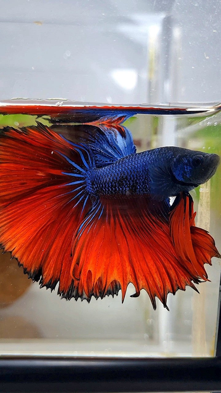 HALFMOON OVERTAIL ROSETAIL BLUE FANCY RED VAMPIRE BETTA FISH