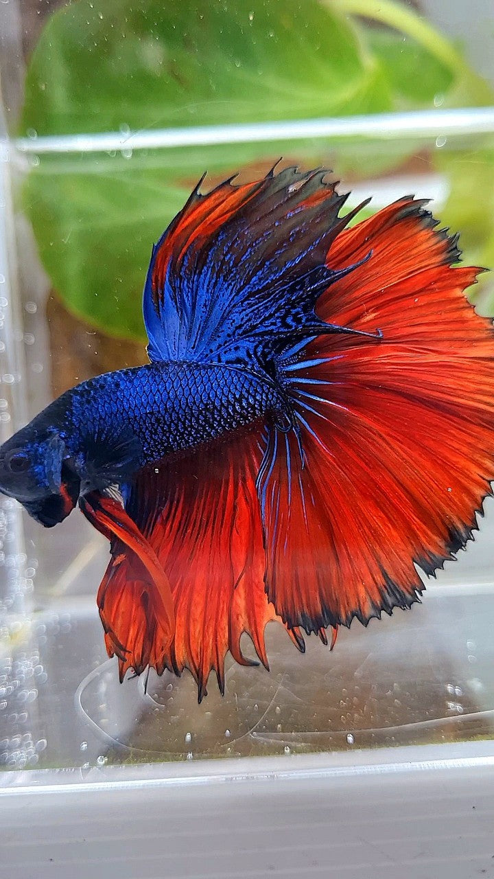 HALFMOON OVERTAIL ROSETAIL BLUE FANCY RED VAMPIRE BETTA FISH