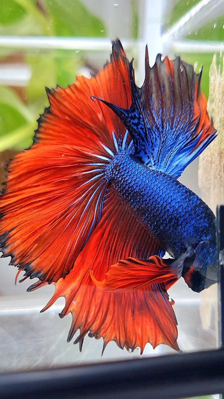 HALFMOON OVERTAIL ROSETAIL BLUE FANCY RED VAMPIRE BETTA FISH