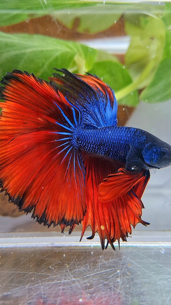 HALFMOON OVERTAIL ROSETAIL BLUE FANCY RED VAMPIRE BETTA FISH
