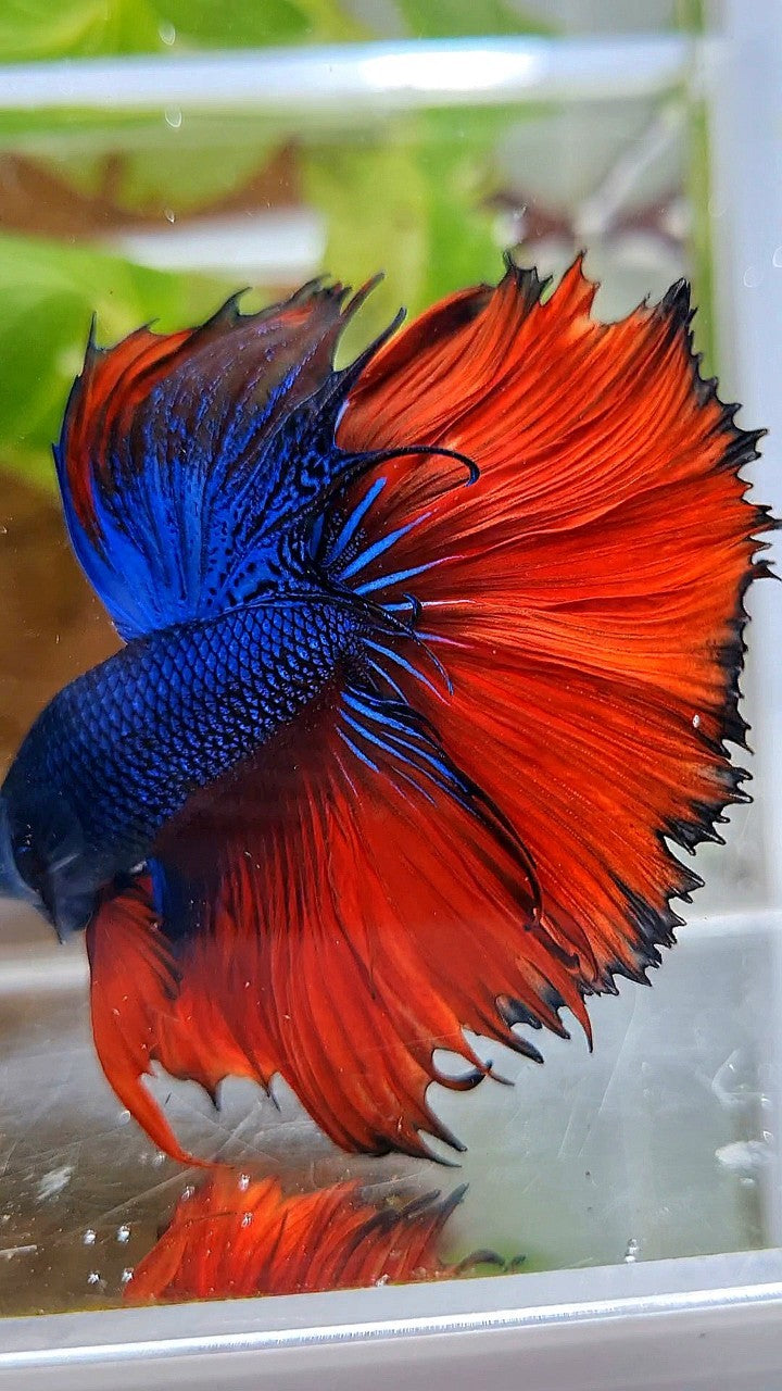 HALFMOON OVERTAIL ROSETAIL BLUE FANCY RED VAMPIRE BETTA FISH