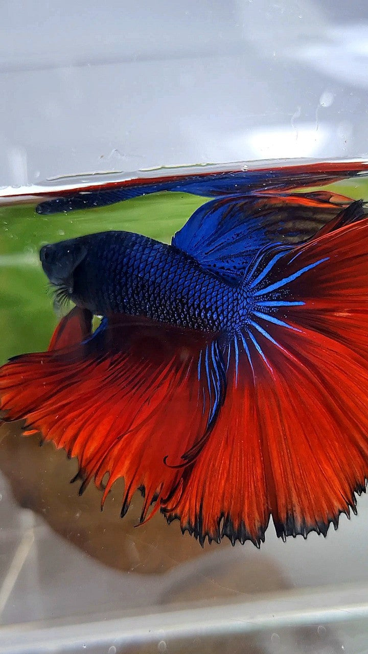 HALFMOON OVERTAIL ROSETAIL BLUE FANCY RED VAMPIRE BETTA FISH