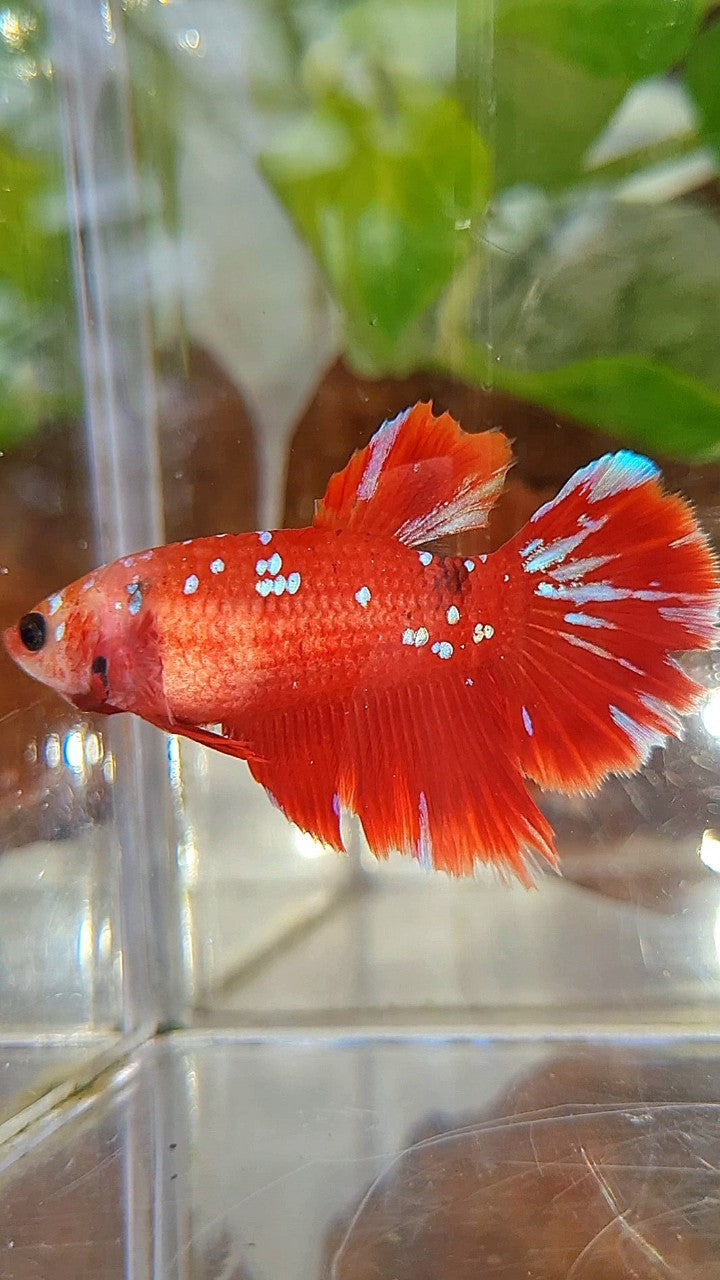 FEMALE HALFMOON RED PURPLE GALAXY RPG BETTA FISH