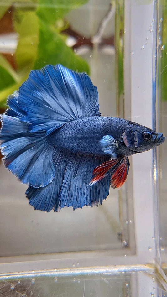 HALFMOON ROSETAIL SUPER BLUE BETTA FISH