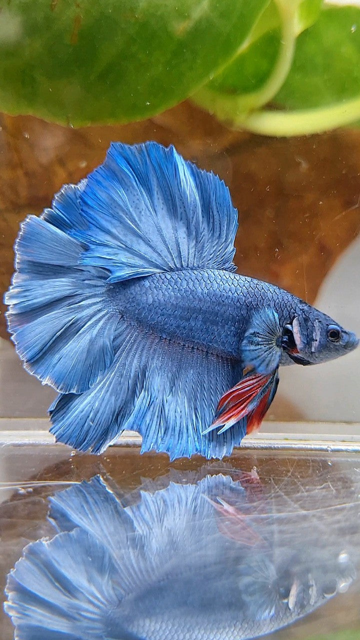 HALFMOON ROSETAIL SUPER BLUE BETTA FISH