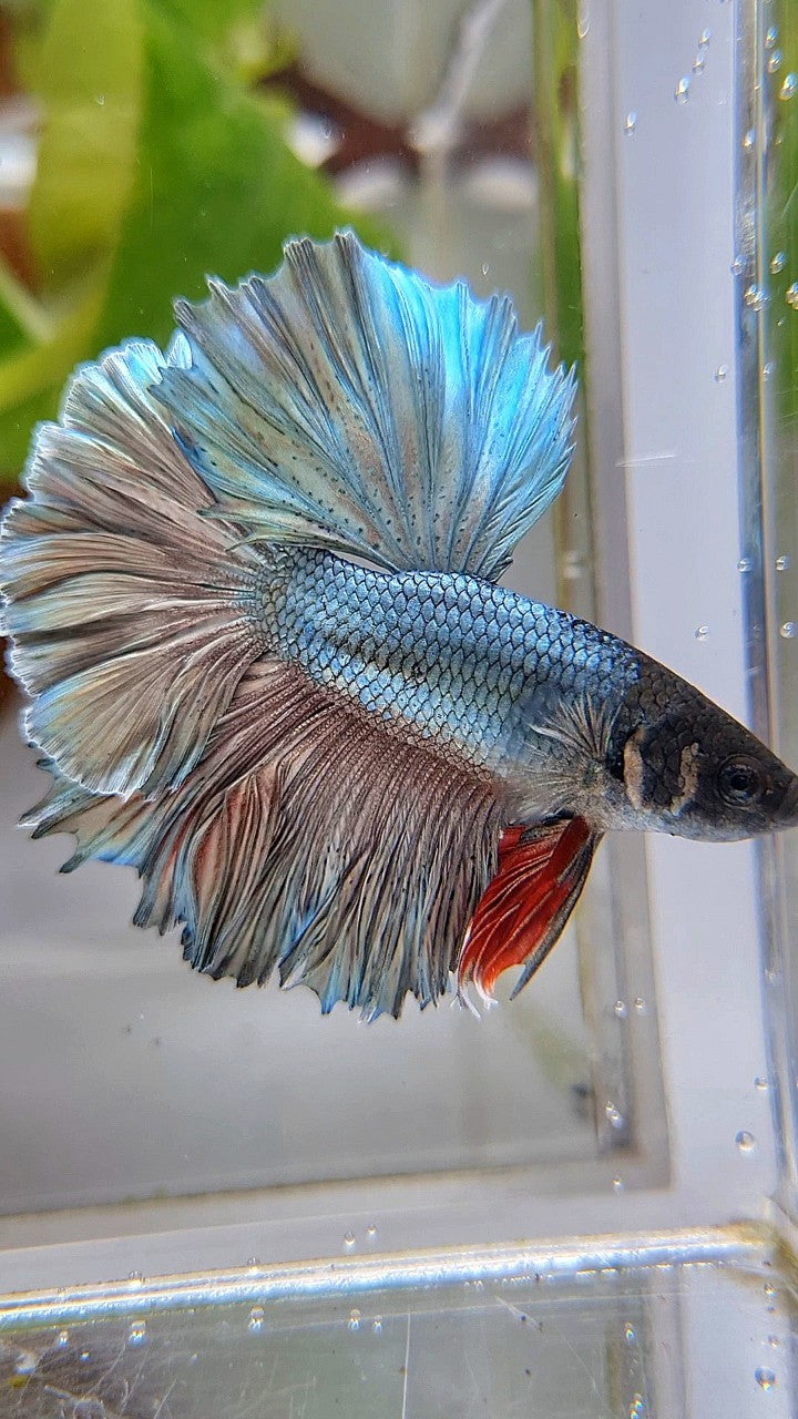 KING ROSETAIL HALFMOON SUPER COPPER BROWN BETTA FISH