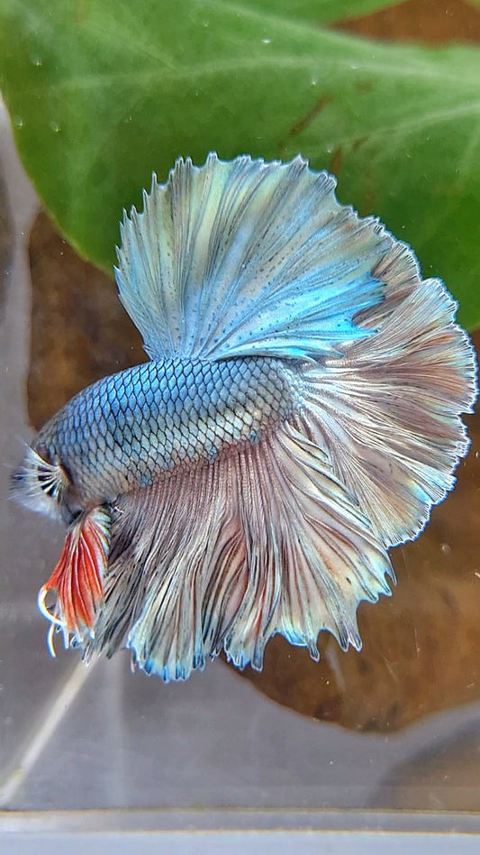 KING ROSETAIL HALFMOON SUPER COPPER BROWN BETTA FISH