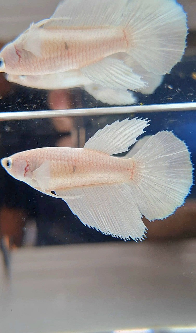 FEMALE HALFMOON BIG EAR WHITE PLATINUM BETTA FISH