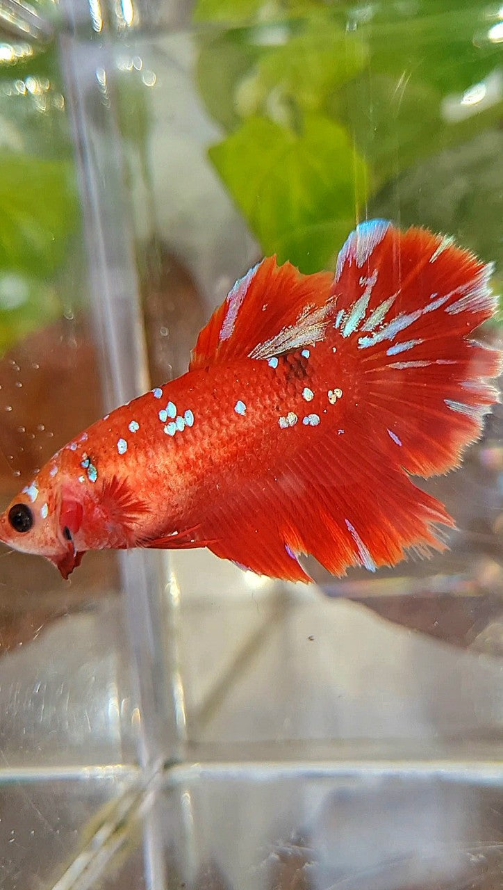 FEMALE HALFMOON RED PURPLE GALAXY RPG BETTA FISH