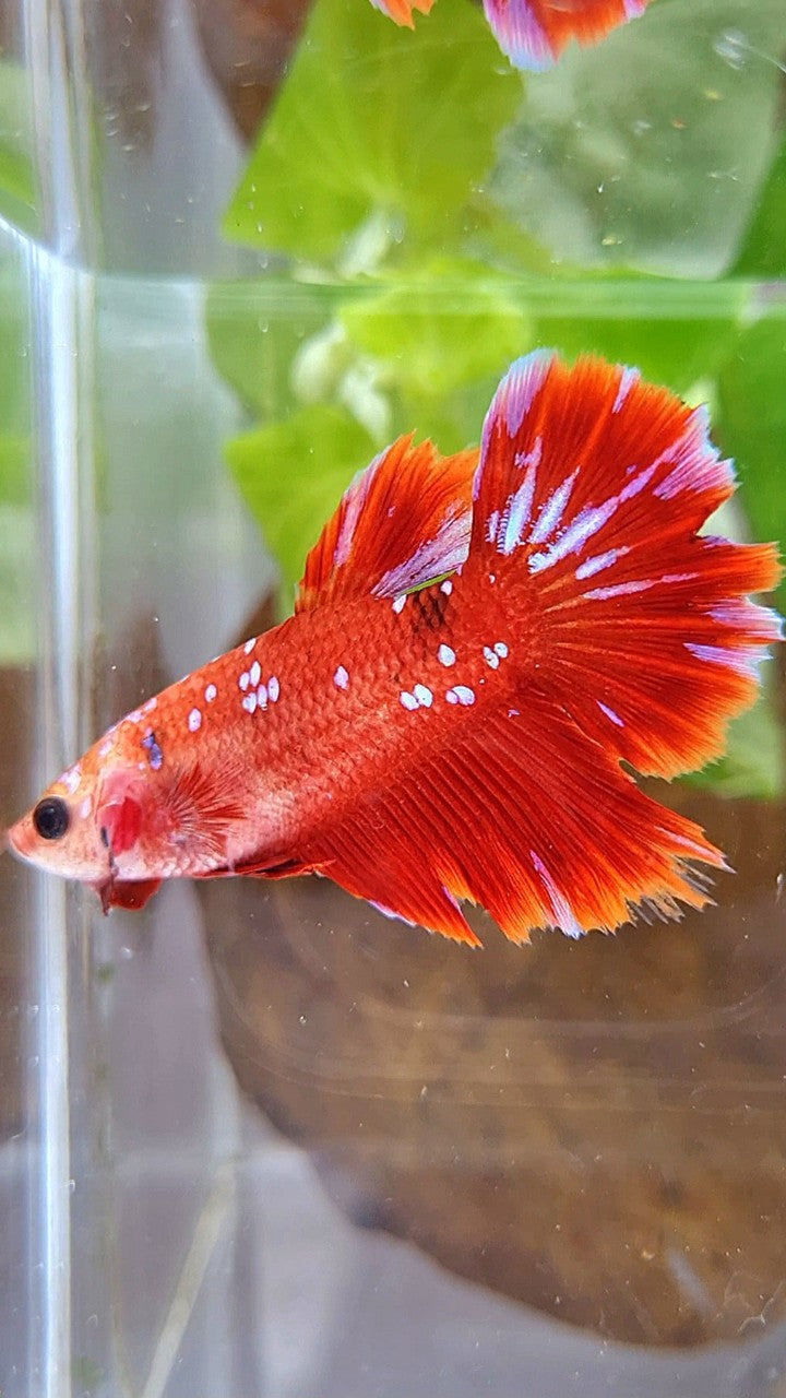 FEMALE HALFMOON RED PURPLE GALAXY RPG BETTA FISH