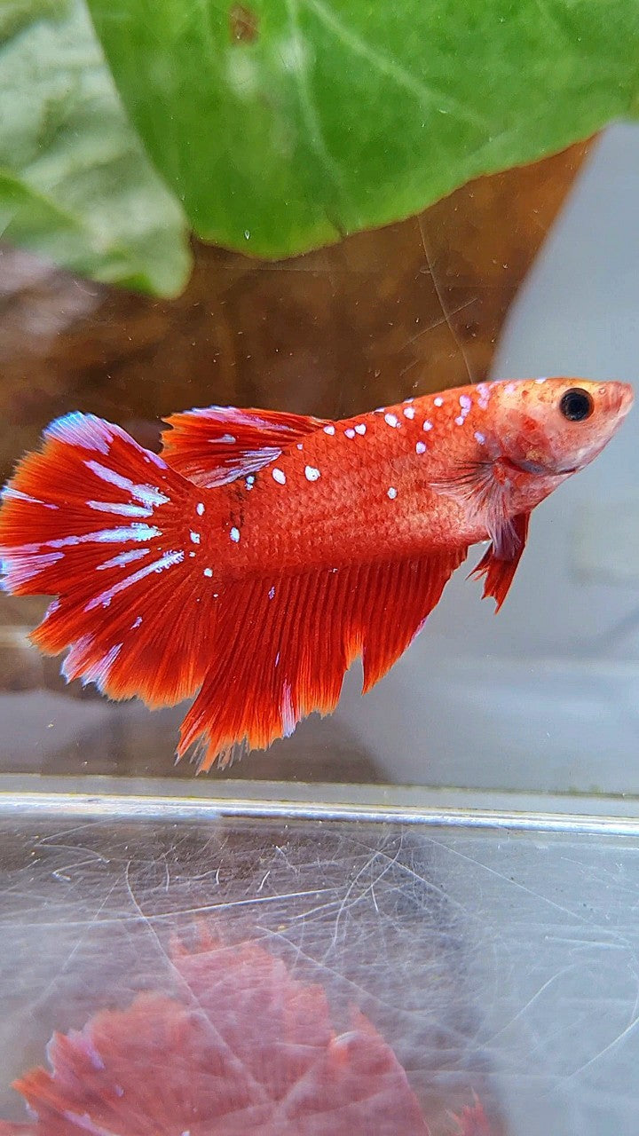 FEMALE HALFMOON RED PURPLE GALAXY RPG BETTA FISH