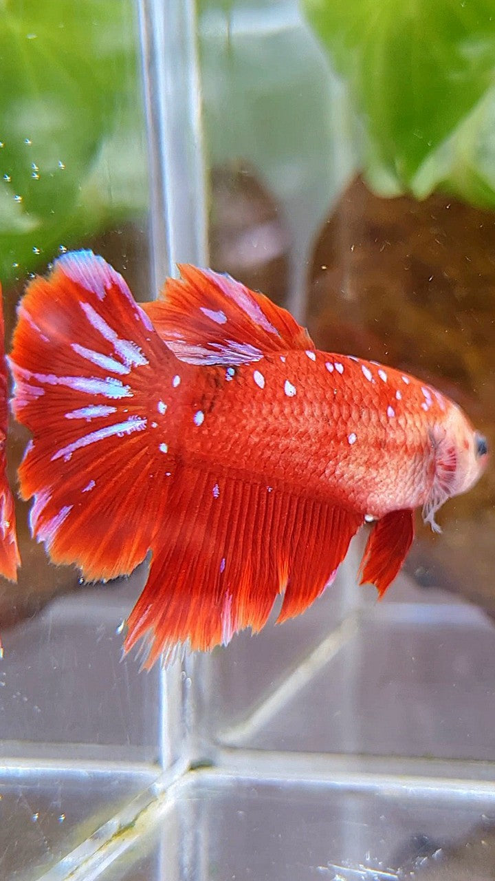 FEMALE HALFMOON RED PURPLE GALAXY RPG BETTA FISH
