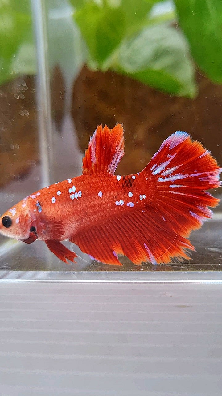 FEMALE HALFMOON RED PURPLE GALAXY RPG BETTA FISH